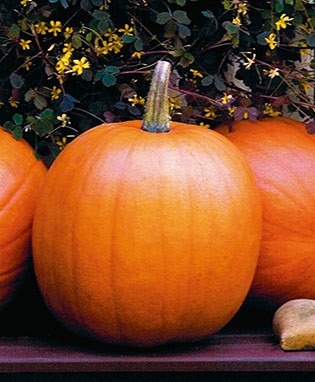 Jack O Lantern Pumpkin